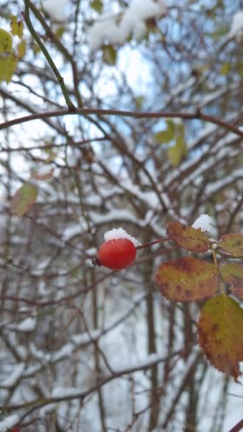 Brier Berries Growing Bush Covered Snow Ripe Rose Hips Shrub — Stock Video