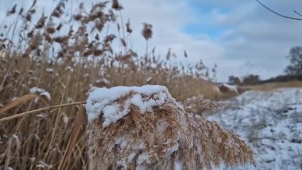 Sucha Trzcina Pokryta Śniegiem Kołyszącym Się Wietrze Dzikie Mroźne Nasiona — Wideo stockowe