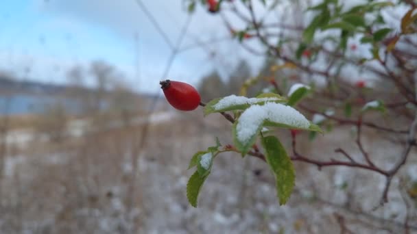 Bayas Brier Creciendo Arbustos Cubiertos Nieve Rosas Maduras Ramas Arbustos — Vídeo de stock
