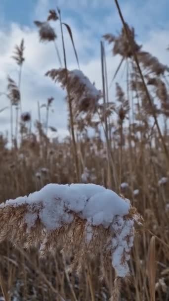 Ξηρό Καλάμι Καλυμμένο Χιόνι Ταλαντεύεται Στον Άνεμο Άγρια Παγωμένα Σπορόφυτα — Αρχείο Βίντεο