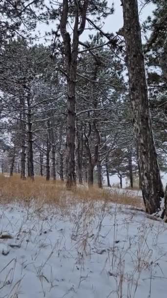 Belle Scène Hivernale Dans Forêt Pins Avec Herbe Sèche Branches — Video