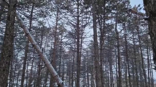 Scena Invernale Nella Pineta Coperta Neve Alte Conifere Cadute Durante — Video Stock