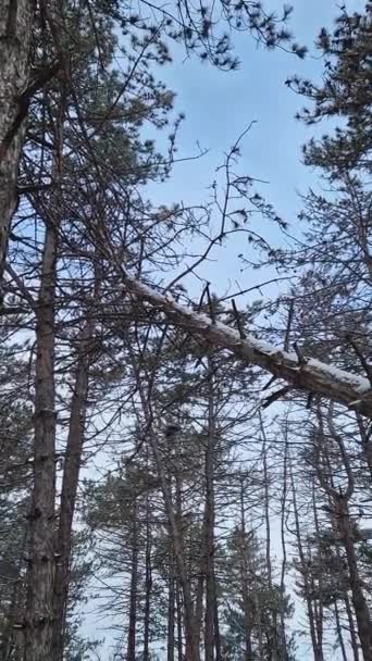 Winterse Scene Het Dennenbos Bedekt Met Sneeuw Hoge Naaldboom Gevallen — Stockvideo