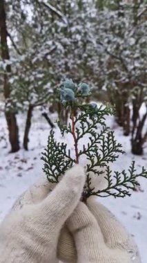 Yakından bakınca, Thuja ağacının dalını tutan eldiven giymiş bir kadın görülüyor. Mavi tomurcuklu, karlı kış parkının güzel manzarası.