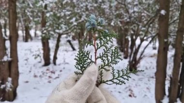 Yakından bakınca, Thuja ağacının dalını tutan eldiven giymiş bir kadın görülüyor. Mavi tomurcuklu, karlı kış parkının güzel manzarası.