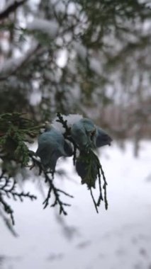 Thuja ağaç dalını soğuk ve karlı bir kış gününde taze mavi koni ile kapatın. Arborvitae yaşam ağacı olarak bilinir