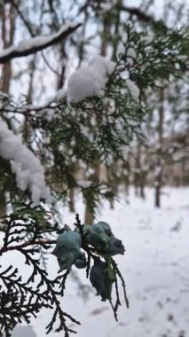 Thuja ağaç dalını soğuk ve karlı bir kış gününde taze mavi koni ile kapatın. Arborvitae yaşam ağacı olarak bilinir