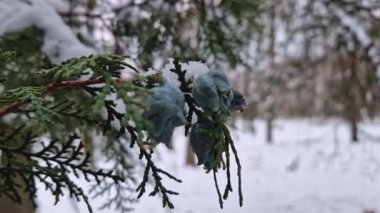 Thuja ağaç dalını soğuk ve karlı bir kış gününde taze mavi koni ile kapatın. Arborvitae yaşam ağacı olarak bilinir