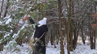 Kış parkında, neşeli genç bir kadın, thuja ağacının dallarını sallıyor, kar altında eğleniyor.