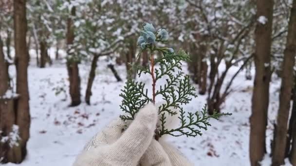 Widok Bliska Kobietę Rękawiczce Trzymającą Gałązkę Drzewa Thuja Niebieskimi Pączkami — Wideo stockowe