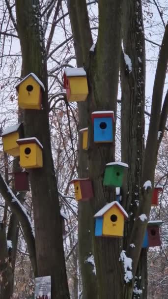 Casas Pássaros Madeira Multicoloridas Colocadas Nos Talos Das Árvores Parque — Vídeo de Stock