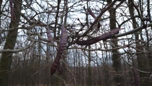 Szarańcza Miodowa Strąki Owoców Nasionami Rosnącymi Gałęziach Ciernistego Drzewa — Wideo stockowe