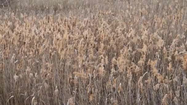 Golden Dry Reed Texture Plants Seeds Sway Wind Parched Wild — Stock Video
