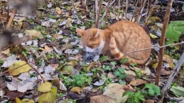 Evcil kedi bir kuş yakaladı ve avı yedi. Yırtıcı hayvan içgüdüsüne sahip turuncu kedi yavrusu.