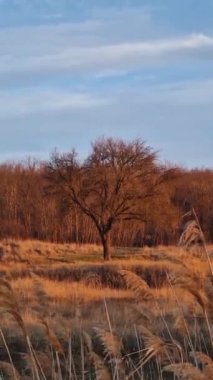 Çıplak ağaçlar, kuru çim tarlalarıyla doğal bir ortam oluşturur. İdealist kırsal alan, sonbahar sonları kırsal bölge