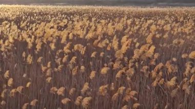 Kuru kamış desenli arka plan, rüzgarda sallanan tohumlar altın günbatımı ışığı ile aydınlatılıyor. Kavrulmuş yabani boğa bitkileri, doğal arka plan.