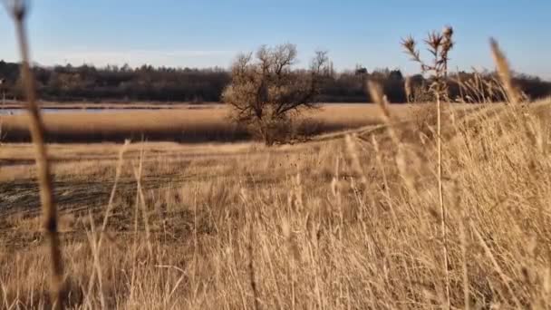 Sezonowa Scena Przyrodnicza Stepu Suchym Trawiastym Polem Olesterem Idylliczny Krajobraz — Wideo stockowe
