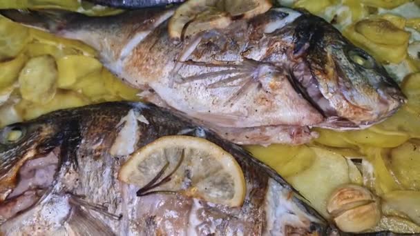 Doradenfisch Einem Blech Zwischen Kartoffeln Mit Knoblauch Zitrone Und Rosmarin — Stockvideo