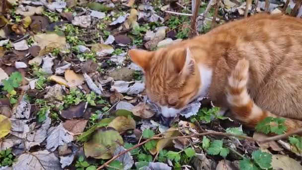 Γάτα Έπιασε Ένα Πουλί Και Έφαγε Θήραμα Πορτοκαλί Γατάκι Άγριο — Αρχείο Βίντεο