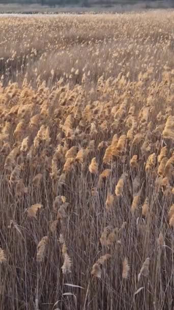 Suche Trzcinowe Teksturowane Tło Nasionami Roślin Kołysać Wietrze Oświetlonym Złotym — Wideo stockowe