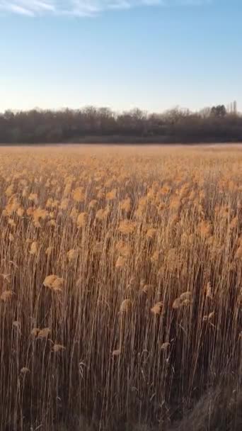 Suche Pole Trzciny Nasionami Roślin Kołyszą Się Wietrze Oświetlonym Złotym — Wideo stockowe