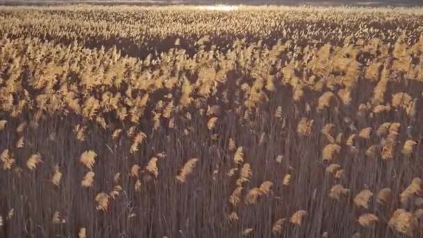 Trockenes Schilf Strukturiert Hintergrund Mit Pflanzensamen Schwanken Wind Durch Den — Stockvideo