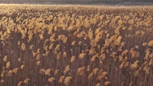Suché Rákosí Texturované Pozadí Rostlinami Kymácí Větru Ozářeném Zlatým Západem — Stock video
