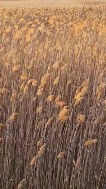 Dry Reed Textured Background Plants Seeds Sway Wind Lit Golden — Stock Video