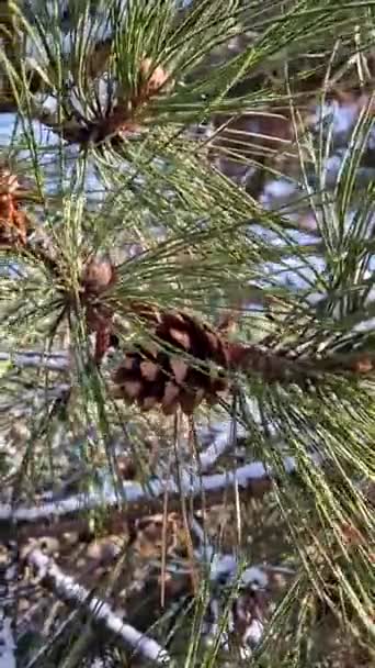 Pine Tree Branch Green Needles Cones Covered Snow Swaying Wind — Vídeo de stock