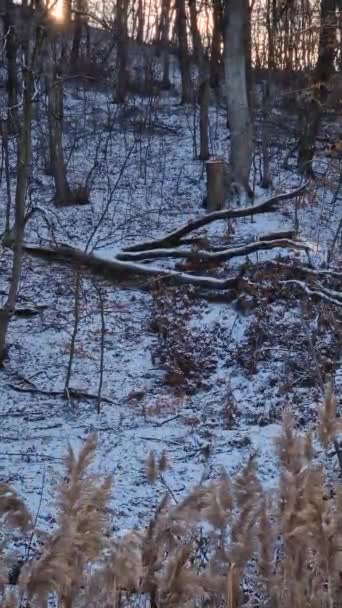 Winter Scene Sunrise Snowy Forest Tall Bare Trees Fallen Wood — Stock Video