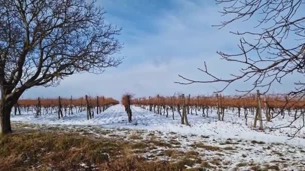 Snow Covered Winter Vineyards Hills Moldova — Stockvideo