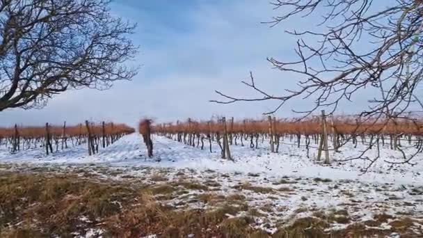 Snow Covered Winter Vineyards Hills Moldova — Wideo stockowe