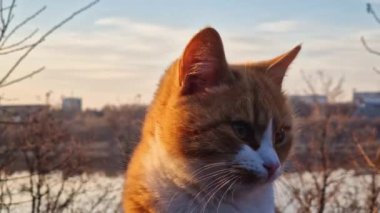 Cute orange cat outdoors closeup portrait in the calm sunset light