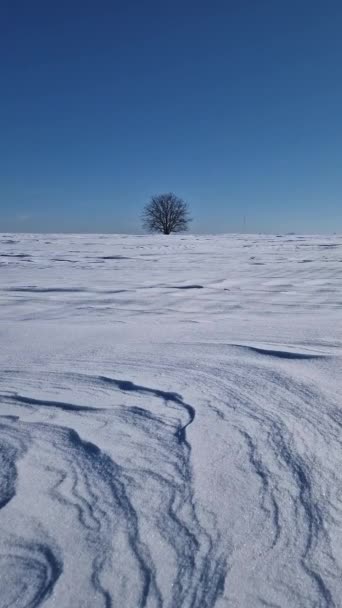 Einsamer Baum Auf Dem Verschneiten Feld Mit Vom Wind Und — Stockvideo