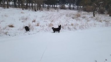 Kar yığınında sahibine doğru koşan bir köpekle kış manzarası.