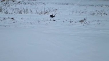 Parktaki kış sahnesinde sahibine doğru koşan bir köpek vardı.