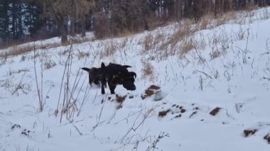 İki aktif ve meraklı köpek ormanda arama ve avlanma yapan karları kokluyor.