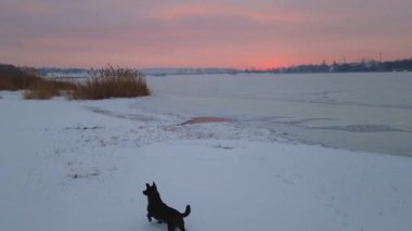 Güzel kış günbatımı sahnesi Gölün kenarında karda koşan bir köpekle