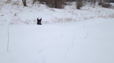 Kar yığınına tırmanıp sahibine doğru koşan komik bir köpekle kış manzarası.