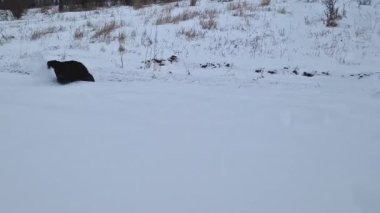 Kar yığınında sahibine doğru koşan bir köpekle kış manzarası.