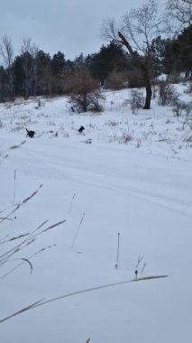 Kar yığınlarının arasında efendilerine doğru koşan iki aktif ve komik köpek. Ormanın yakınındaki güzel kış manzarası