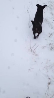 Sadık köpek arkadaşıyla karda yürüyen aktif bir adamla kış sahnesi.