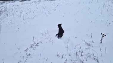 Karda koşuşturan aktif ve meraklı köpek kış ormanlarında arama ve avlanma yapıyor.