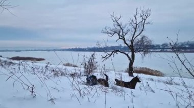 İki aktif ve meraklı köpek ormanda arama ve avlanma yapan karları kokluyor.