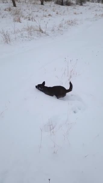 Зимняя Сцена Открытым Небом Собакой Бегущей Снежному Дрейфу — стоковое видео