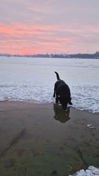 Nyfiken Och Rolig Hund Står Den Frusna Sjön Försöker Dricka — Stockvideo
