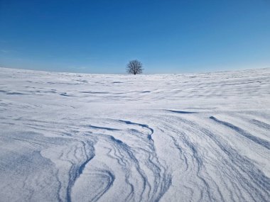 Kar tarlasında yalnız bir ağacın olduğu panoramik manzara. Rüzgar ve tipiden oluşan kar yığınları. Soğuk kış sahnesi sabah mavi gökyüzünün altında tek başına duran meşe ağacıyla