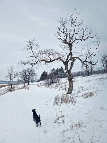 Active and curious dog walks in the snow searching around and hunting in the winter fores