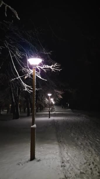 Χιονίζει Νύχτα Σκηνή Στο Πάρκο Χειμώνα Θέα Στο Φως Του — Αρχείο Βίντεο