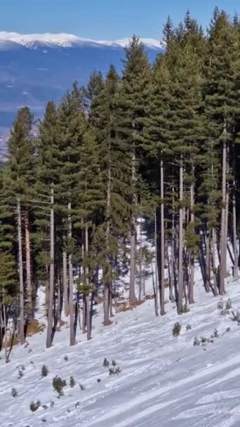 Szczyty Gór Horyzoncie Widziane Wiecznie Zieloną Jodłą — Wideo stockowe